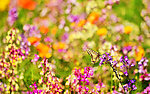 鲜花
