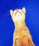 猫咪