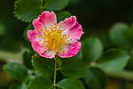 蔷薇花