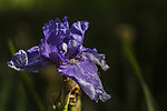 鸢尾花