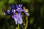 鸢尾花