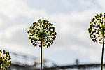 野葱