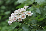 山楂花