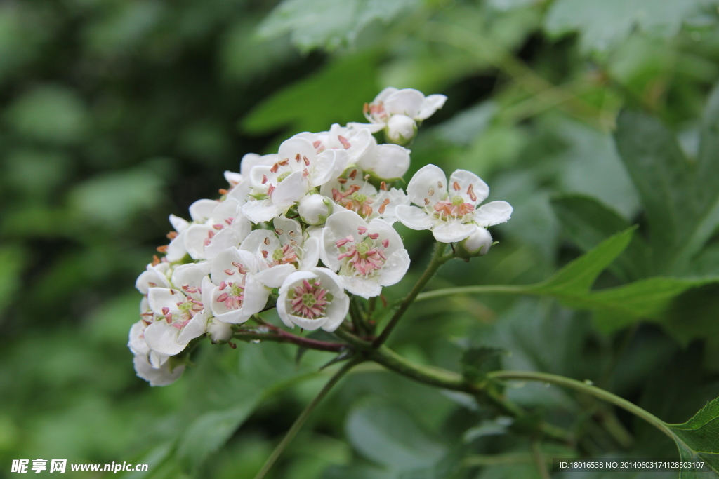 山楂花
