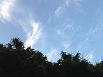 树上的蓝天