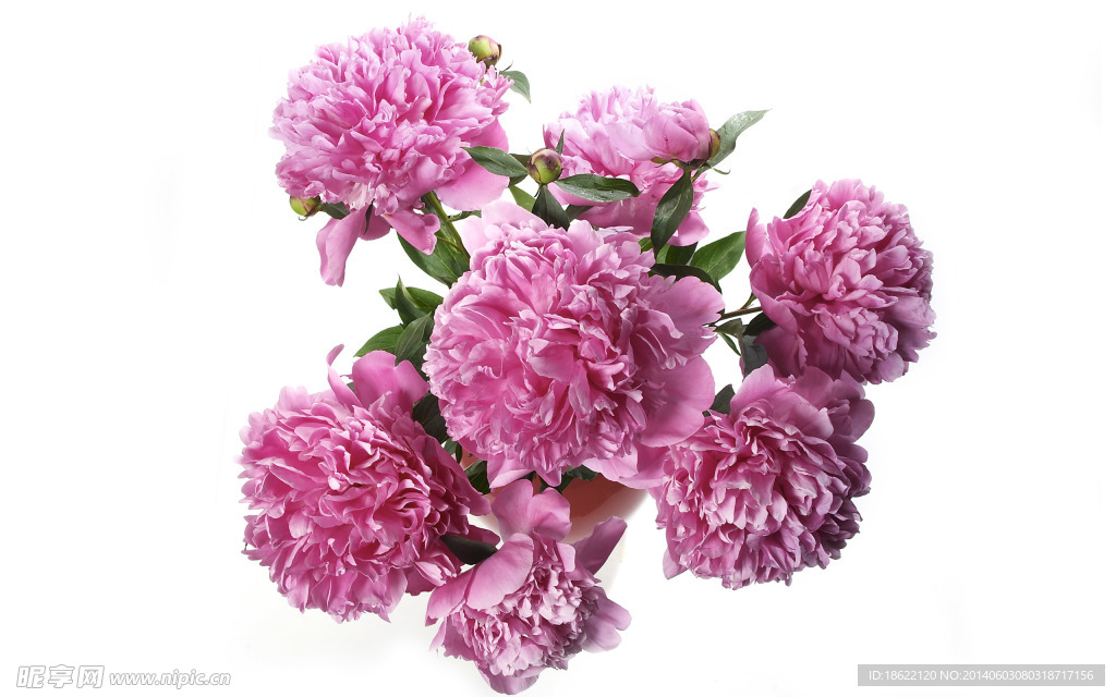 花素材
