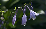 花素材