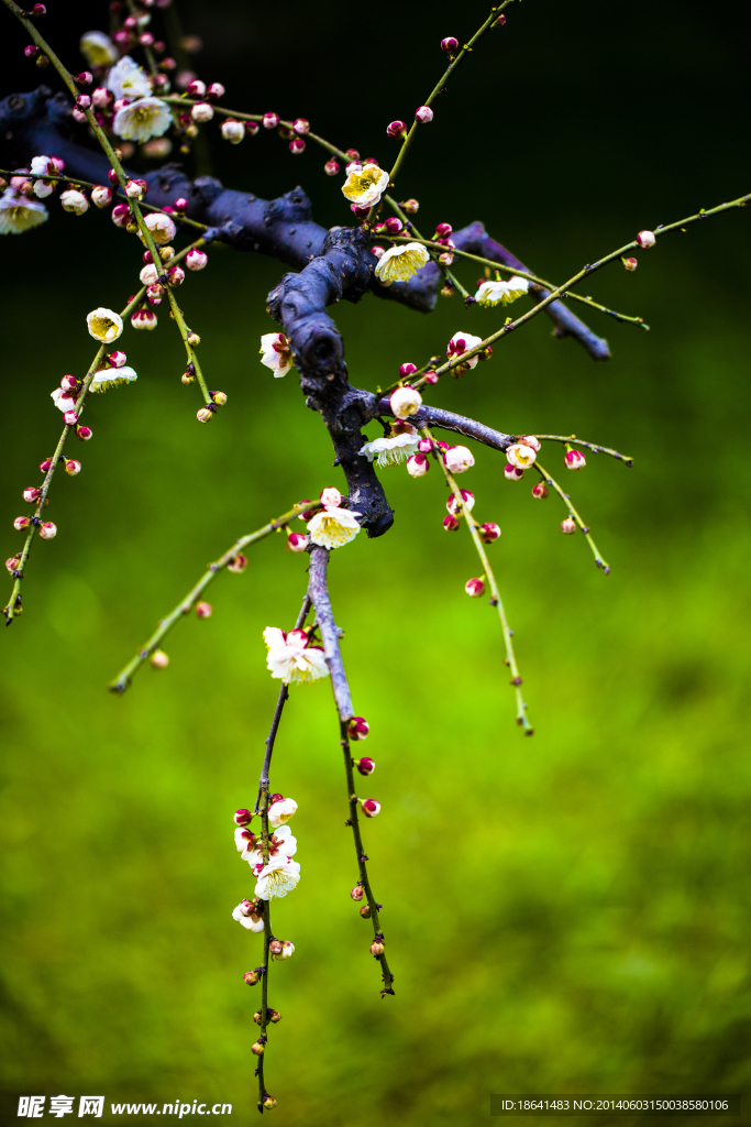 含苞欲放 桃花花蕾