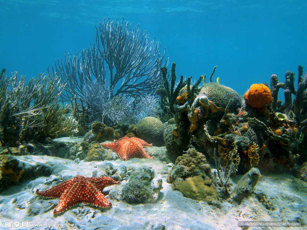 海洋生物海底世界