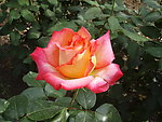月季花