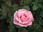 月季花