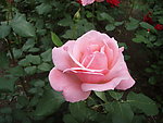 月季花