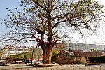 李家夼大杨树