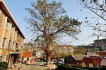 李家夼大杨树