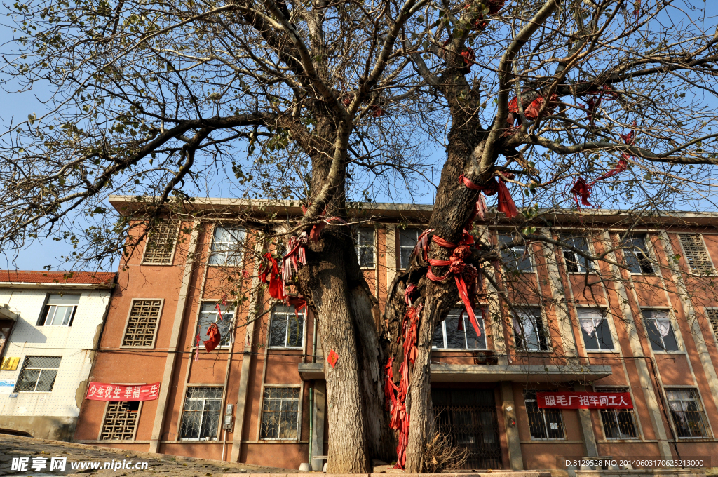 李家夼大杨树