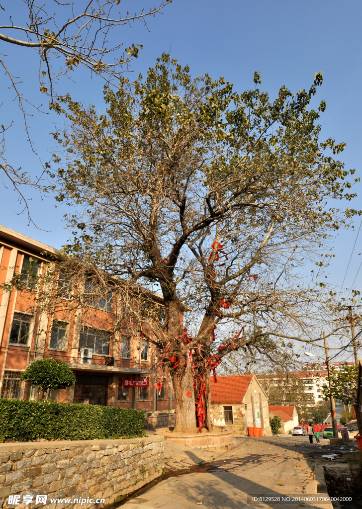 李家夼大杨树