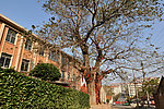 李家夼大杨树