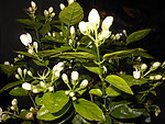 茉莉花