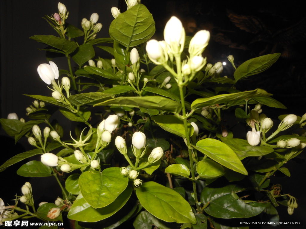 茉莉花