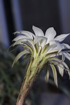花盛球