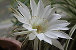 花盛球