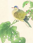 吉祥鸟类