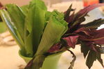 香麦 油麦菜 蔬菜