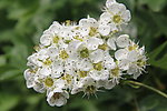 山楂花