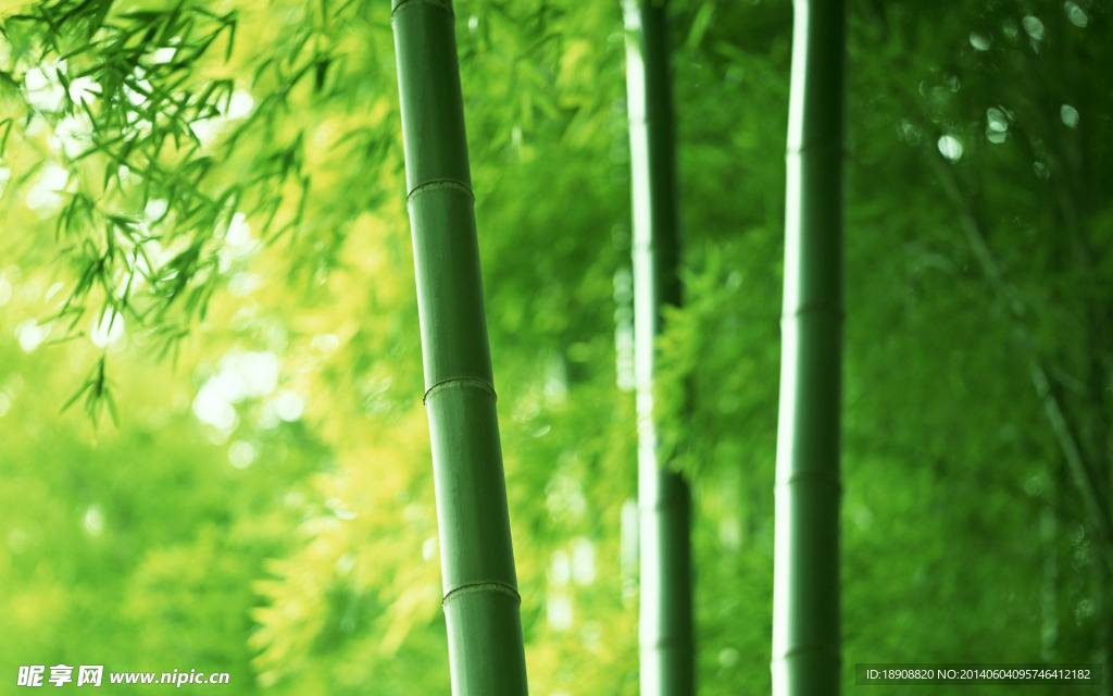 竹林背景