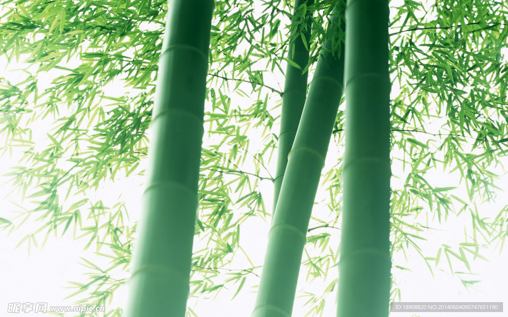 竹林背景