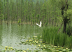 湿地
