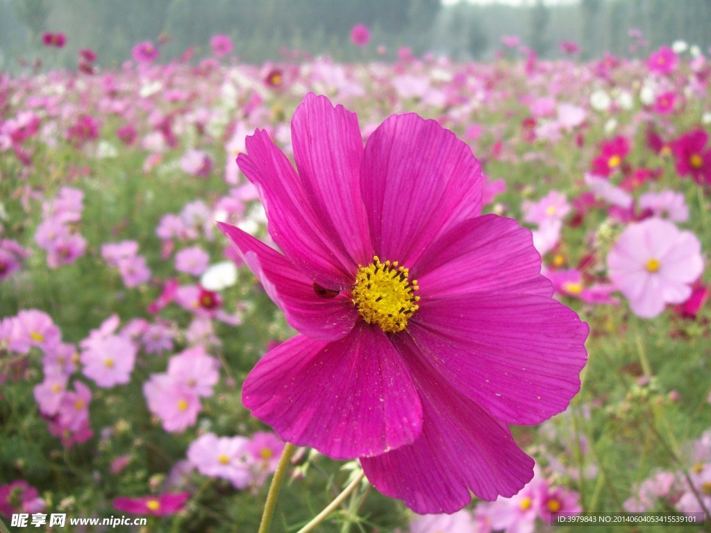 非洲菊