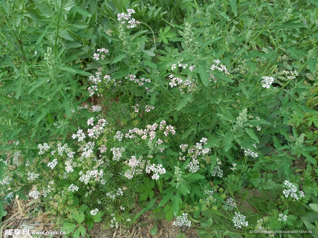 野花