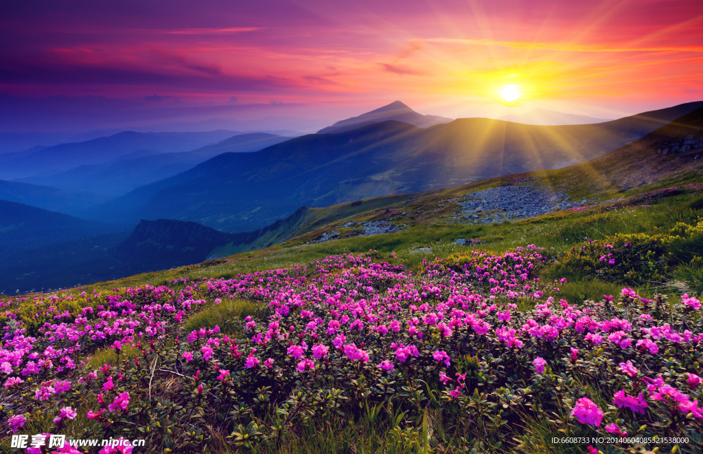高山鲜花风景