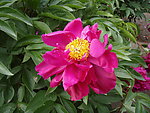 芍药花