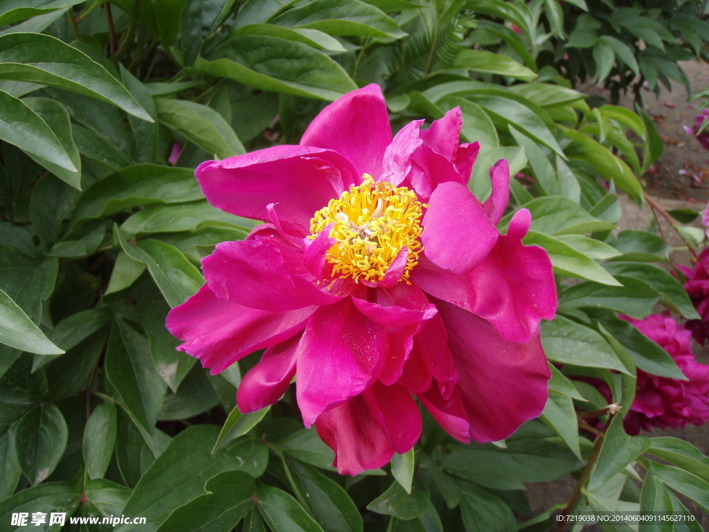 芍药花
