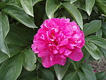 芍药花