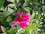 芍药花