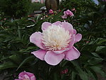芍药花
