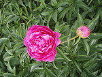 芍药花