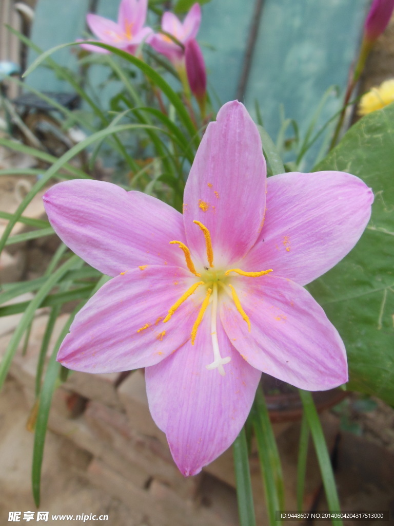 韭兰花