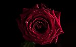 鲜花