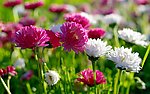 鲜花