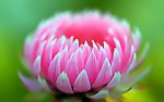 鲜花