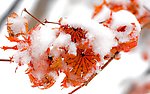 鲜花