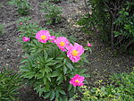 芍药花