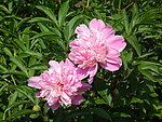 芍药花