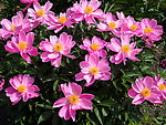 芍药花