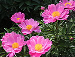 芍药花