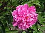 芍药花